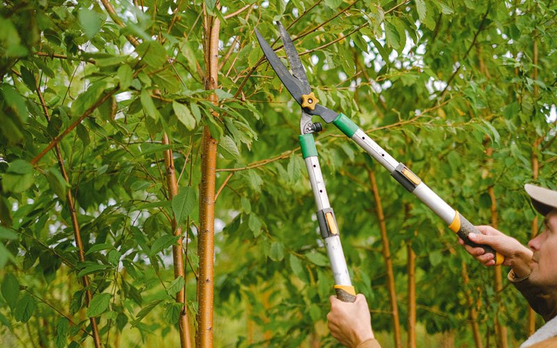 Tree trimming in Bordelonville, LA